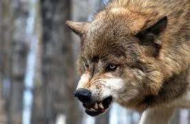 Lobo rojo (Canis rufus) Animal en peligro de extinción